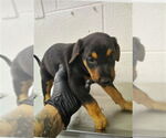 Small Doberman Pinscher Mix