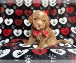 Small #5 Poodle (Miniature)