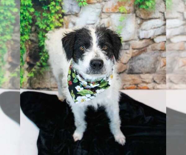 Medium Photo #3 Border Collie-Unknown Mix Puppy For Sale in Kennesaw, GA, USA