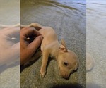 Small #2 Taco Terrier