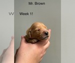Small #2 Golden Retriever
