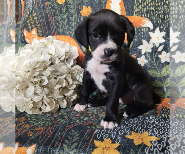 Medium Photo #5 Mutt Puppy For Sale in Holly Springs, NC, USA