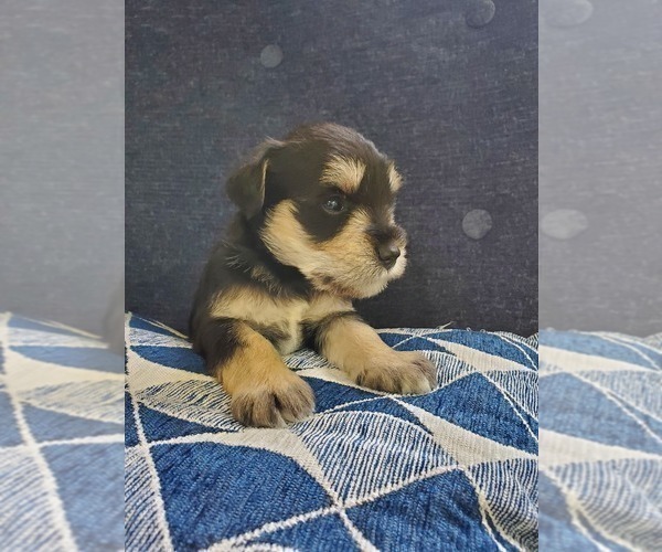 Medium Photo #10 Schnauzer (Miniature) Puppy For Sale in LEESBURG, VA, USA