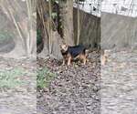 Small #4 Mutt