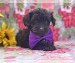 Small Photo #4 YorkiePoo Puppy For Sale in LANCASTER, PA, USA