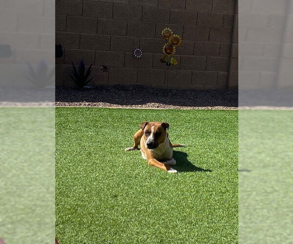 Medium Photo #3 Basset Hound-Labrador Retriever Mix Puppy For Sale in Chandler, AZ, USA