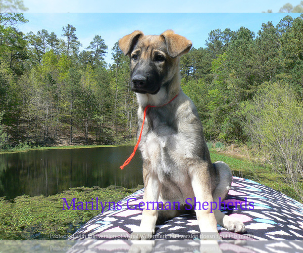 Medium Photo #4 German Shepherd Dog Puppy For Sale in PIEDMONT, MO, USA