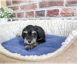 Small #4 Schnauzer (Miniature)