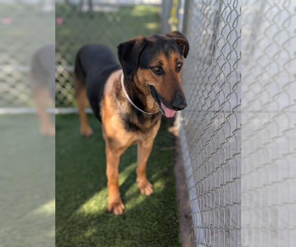 Medium Photo #2 German Shepherd Dog Puppy For Sale in Downey, CA, USA