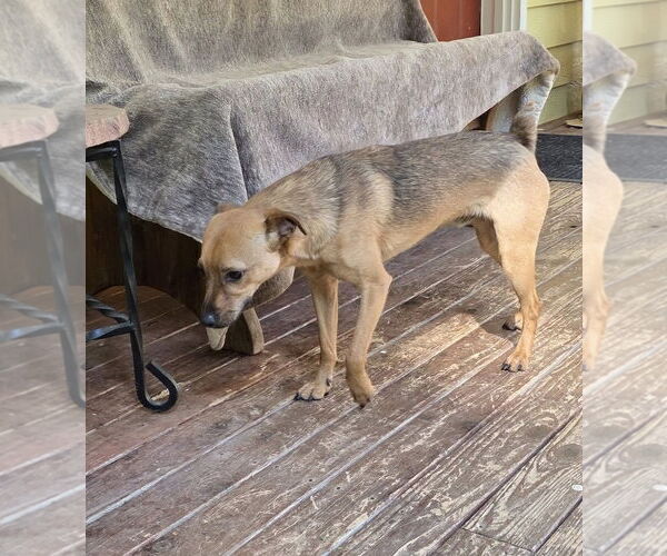 Medium Photo #11 Mutt Puppy For Sale in Arlington, WA, USA