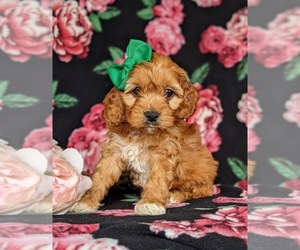Cocker Spaniel-Poodle (Miniature) Mix Puppy for sale in CHRISTIANA, PA, USA