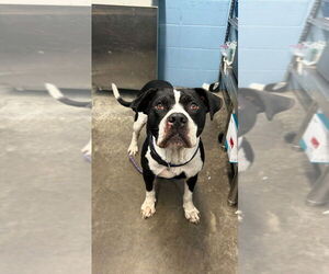 American Pit Bull Terrier Dogs for adoption in Evansville, IN, USA