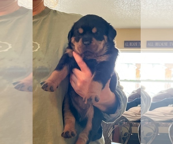 Medium Photo #1 Rottweiler Puppy For Sale in SARASOTA, FL, USA
