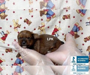 Yorkshire Terrier Puppy for sale in WINNSBORO, LA, USA