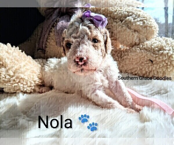 Medium Photo #7 Goldendoodle (Miniature) Puppy For Sale in GASTONIA, NC, USA