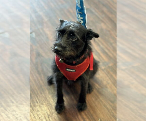 Medium Photo #3 Mutt Puppy For Sale in Fort Worth, TX, USA