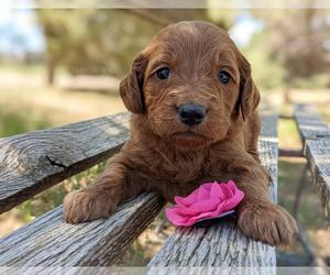 Goldendoodle Puppy for Sale in PARKER, Colorado USA