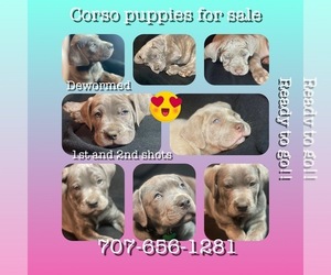 Cane Corso Puppy for sale in VALLEJO, CA, USA