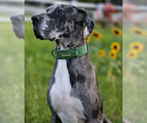 Peeta - Male Great Dane Dog for Adoption - Photo #9