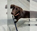 Small #2 Labrador Retriever