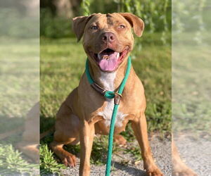 American Pit Bull Terrier-Unknown Mix Dogs for adoption in Techny, IL, USA