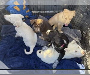 Labrador Retriever-Unknown Mix Dogs for adoption in Mt. Laurel, NJ, USA