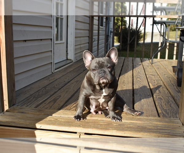 Medium Photo #1 French Bulldog Puppy For Sale in ATLANTA, GA, USA