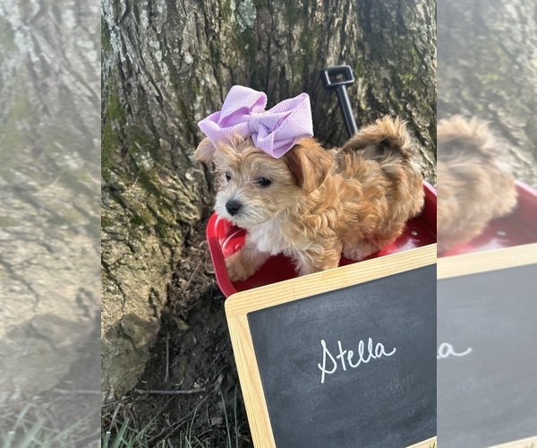 Medium Photo #2 Yo-Chon Puppy For Sale in WEST UNION, OH, USA