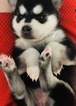 Small Photo #1 Alaskan Klee Kai Puppy For Sale in TURLOCK, CA, USA
