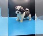 Small Photo #14 Maltipoo-Shih Tzu Mix Puppy For Sale in SAINT AUGUSTINE, FL, USA