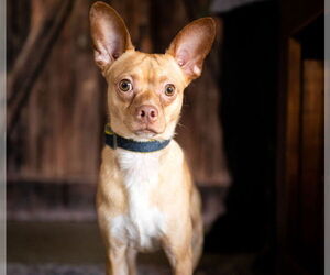 Chiweenie Dogs for adoption in St. Louis Park, MN, USA