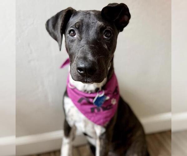 Medium Photo #4 Mutt Puppy For Sale in San Diego, CA, USA