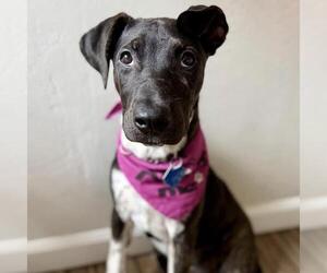 Paw Patrol Pup - Liberty - Female Mutt Dog for Adoption - Photo #4