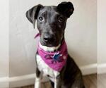 Small Photo #4 Mutt Puppy For Sale in San Diego, CA, USA