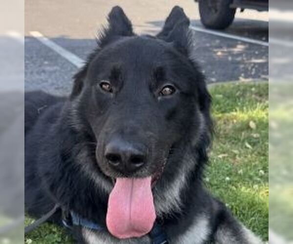 Medium Photo #2 German Shepherd Dog Puppy For Sale in Cupertino, CA, USA
