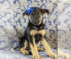 German Shepherd Dog Puppy for sale in LINCOLN UNIV, PA, USA