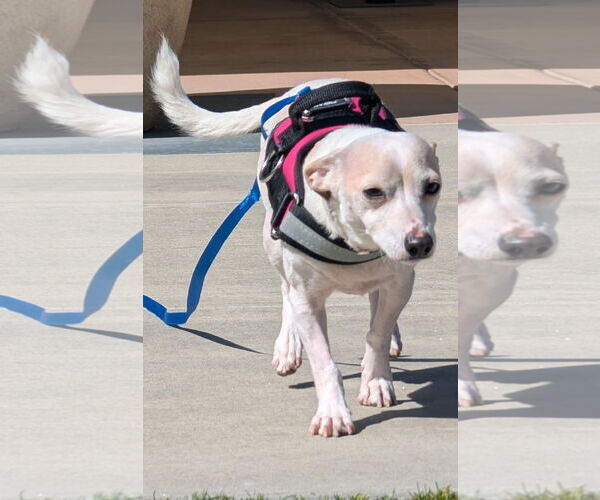 Medium Photo #2 Jack Russell Terrier Puppy For Sale in Salinas, CA, USA