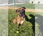 Small #6 American Staffordshire Terrier