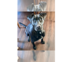 Small #8 Labrador Retriever Mix