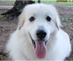 Small #23 Great Pyrenees