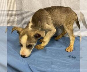 Siberian Husky Dogs for adoption in Modesto, CA, USA