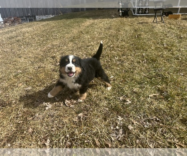 Medium Photo #9 Bernese Mountain Dog Puppy For Sale in ATHENS, WI, USA
