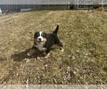 Small #7 Bernese Mountain Dog