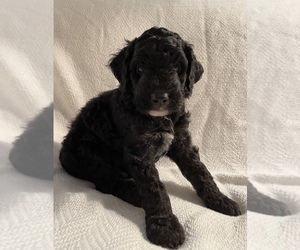 Miniature Bernedoodle Puppy for sale in BLYTHEWOOD, SC, USA