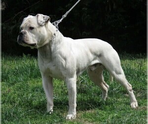 Father of the American Bulldog puppies born on 05/15/2022