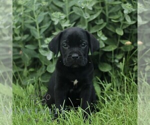 Cane Corso Puppy for sale in QUARRYVILLE, PA, USA