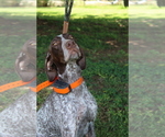 Small Photo #1 German Shorthaired Pointer Puppy For Sale in SANGER, CA, USA