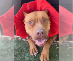 Mastiff-Unknown Mix Dogs for adoption in Ventura, CA, USA