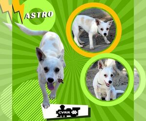 Chihuahua-Unknown Mix Dogs for adoption in Lindsay, CA, USA