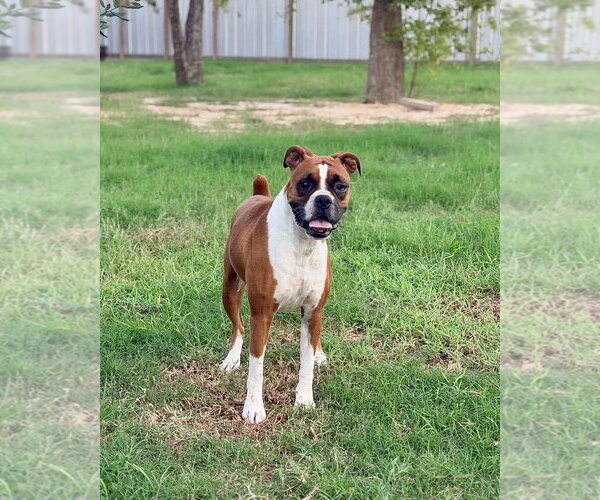 Medium Photo #2 Boxer Puppy For Sale in Dumont, NJ, USA